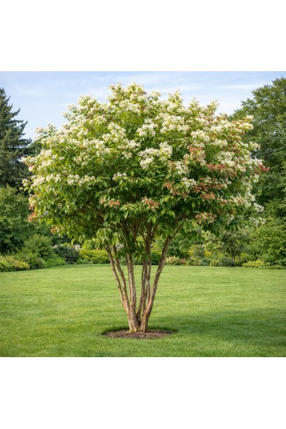 Гептакодіум в солітерній посадці